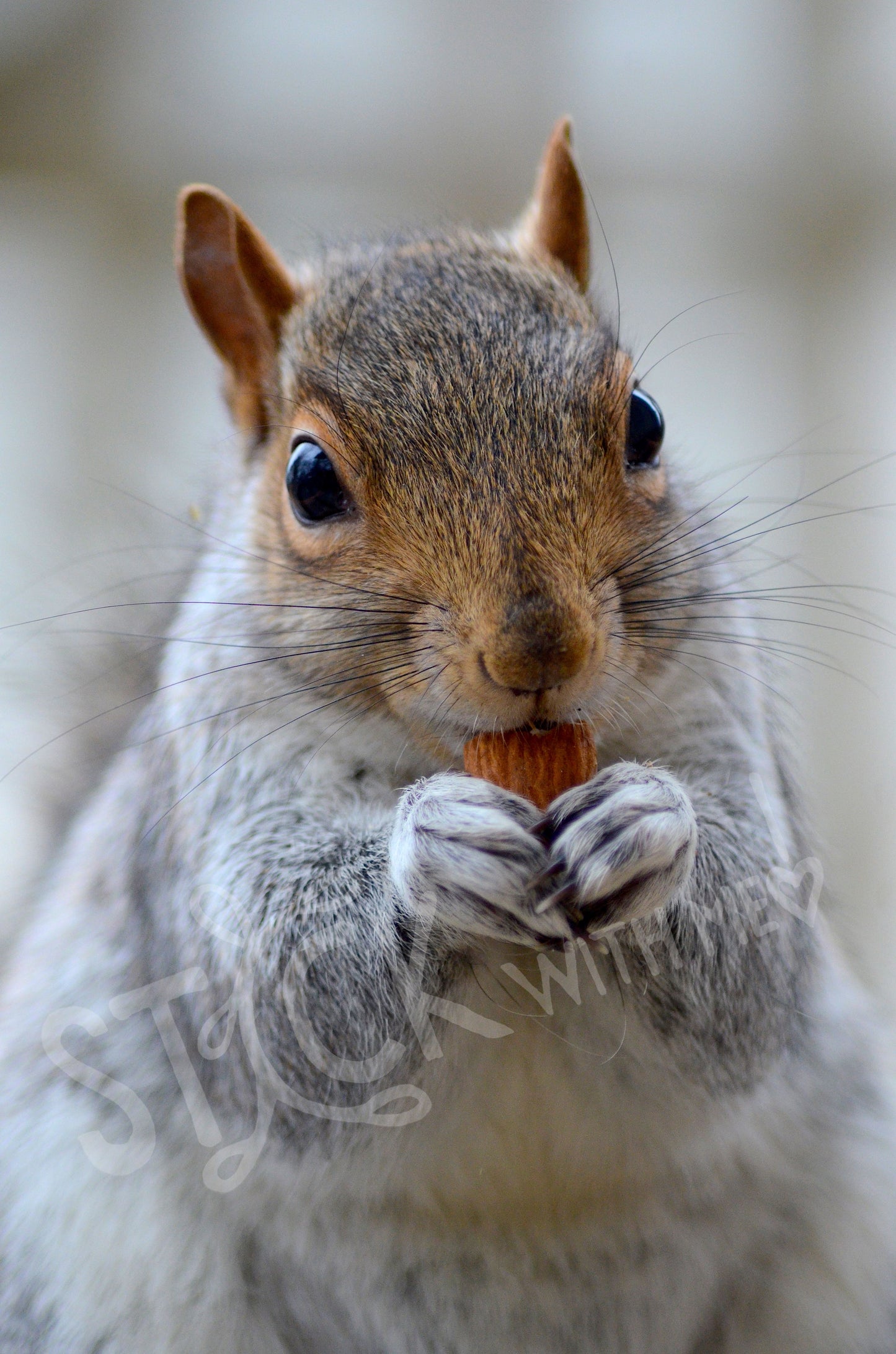 Almond Joy Photo Print