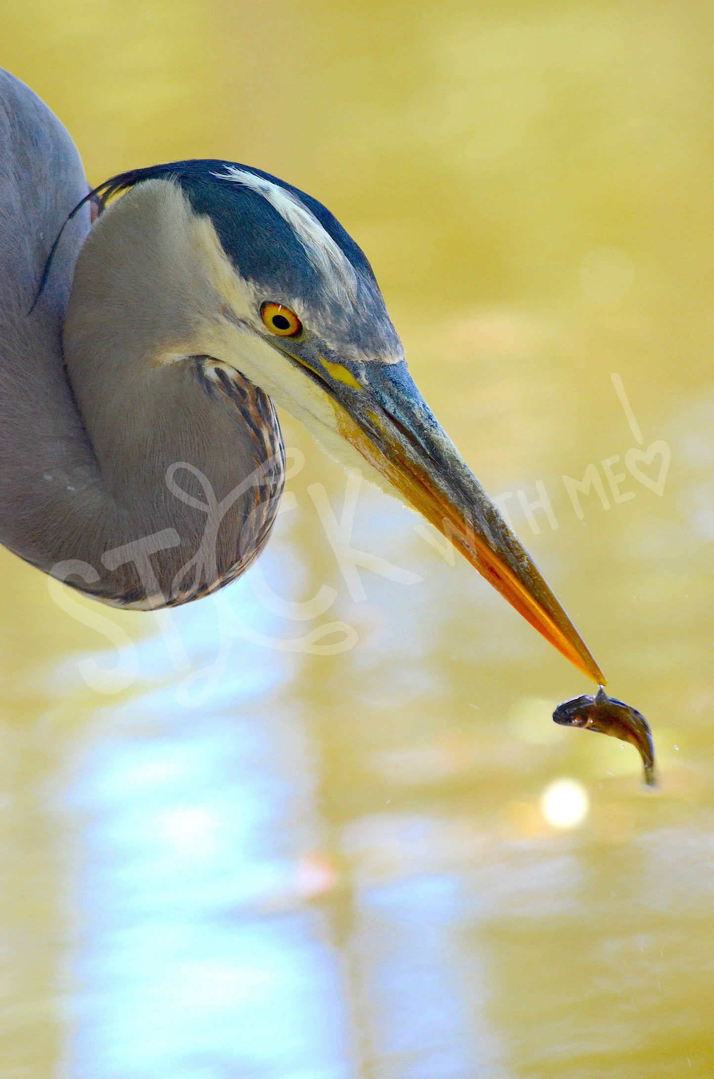 Something A Little Fishy Photo Print