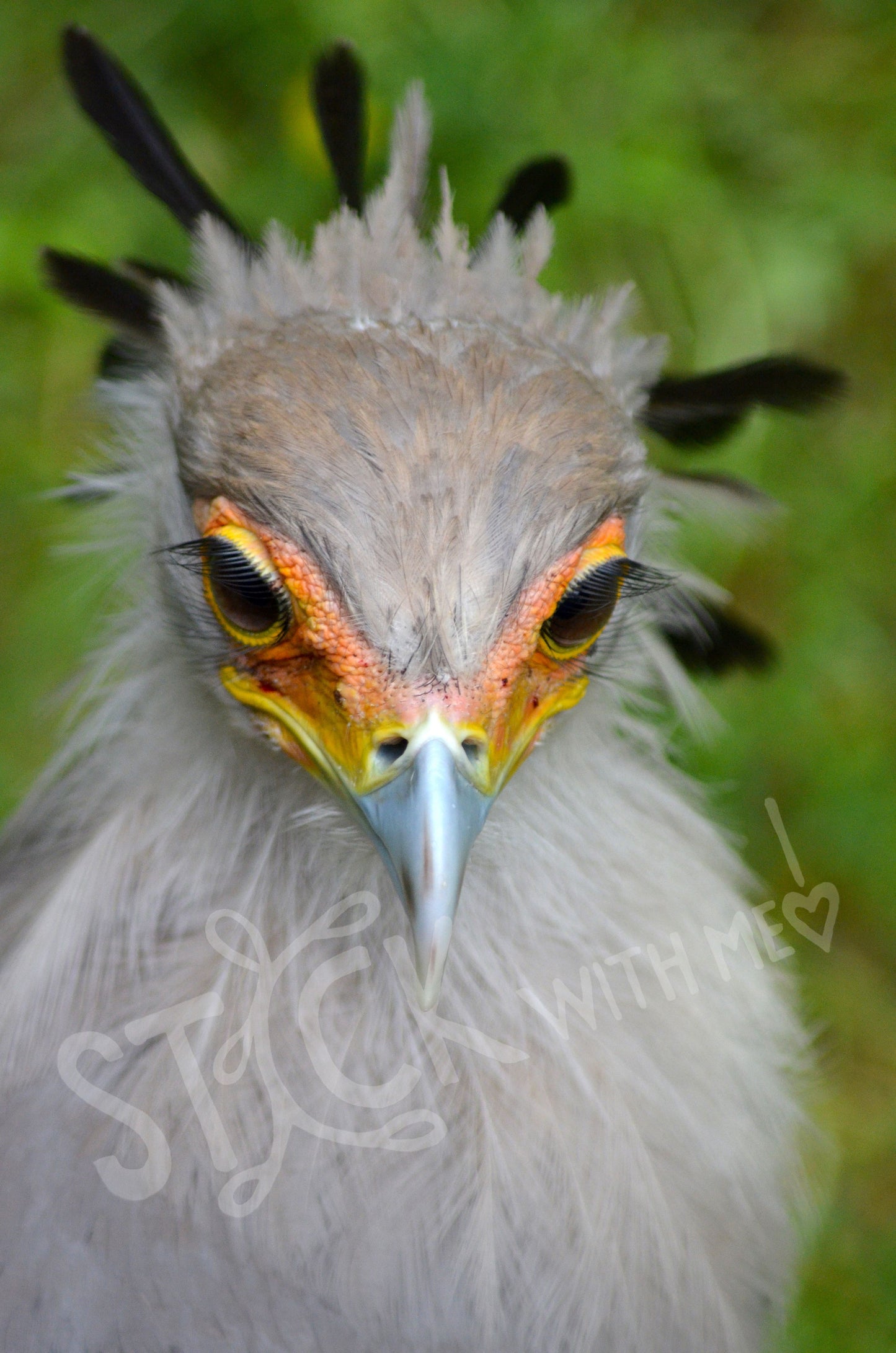 Sagittarius Photo Print