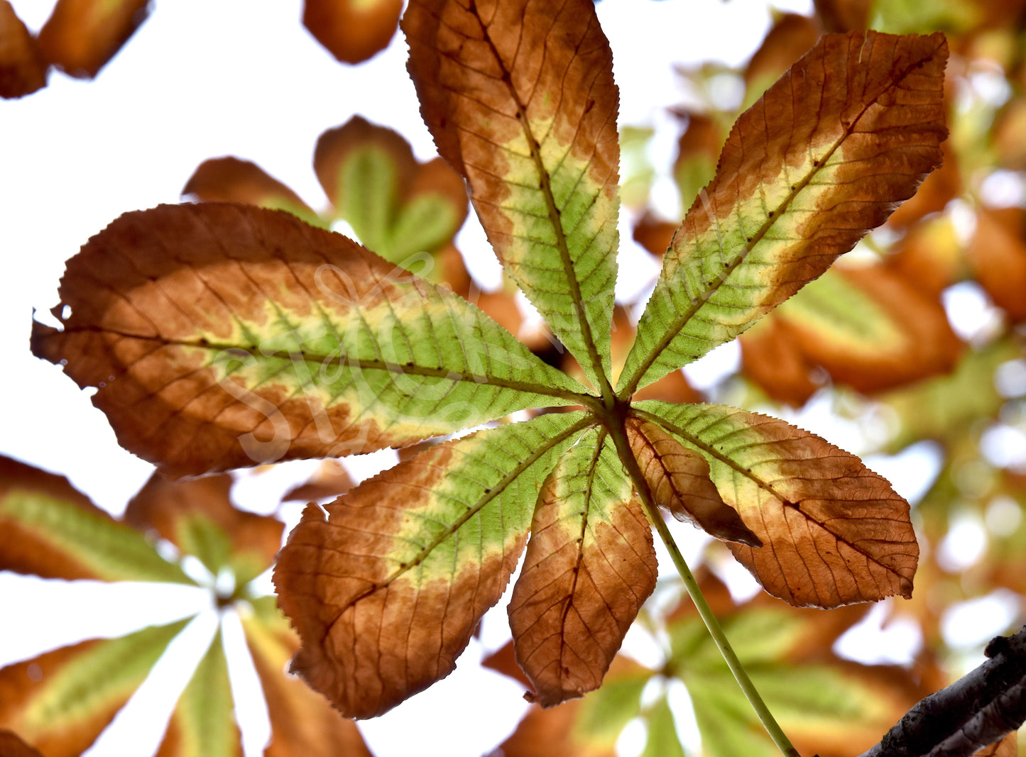 Turning Of A Leaf Photo Print