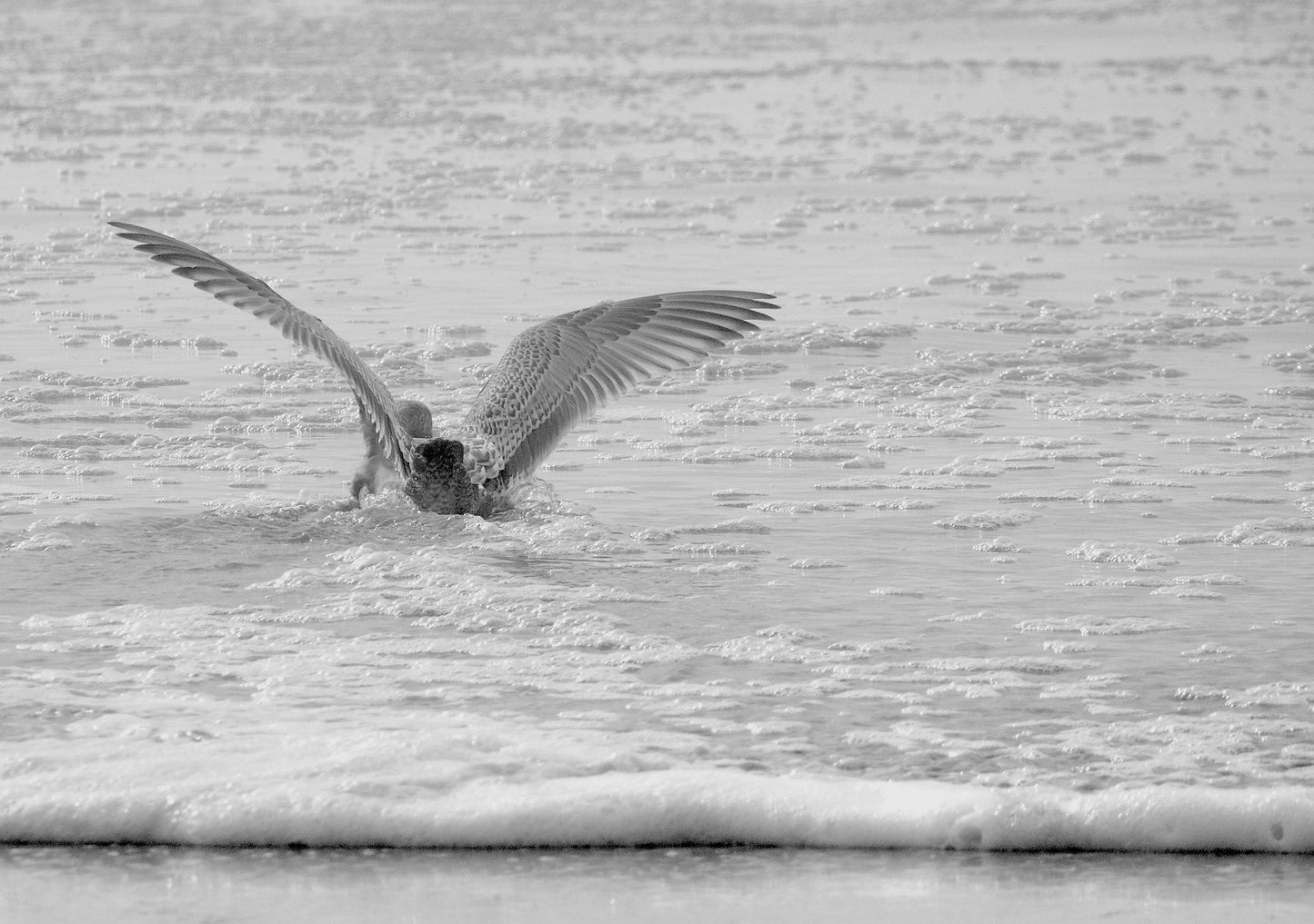 Wings And Water Photo Print